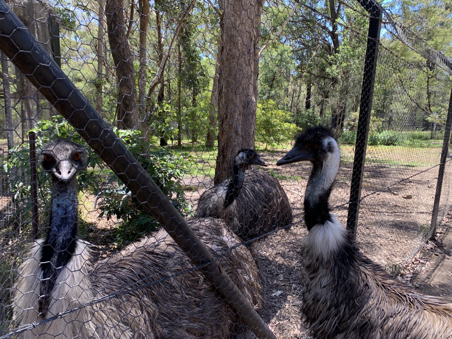 Emu (Potoroo Palace)
