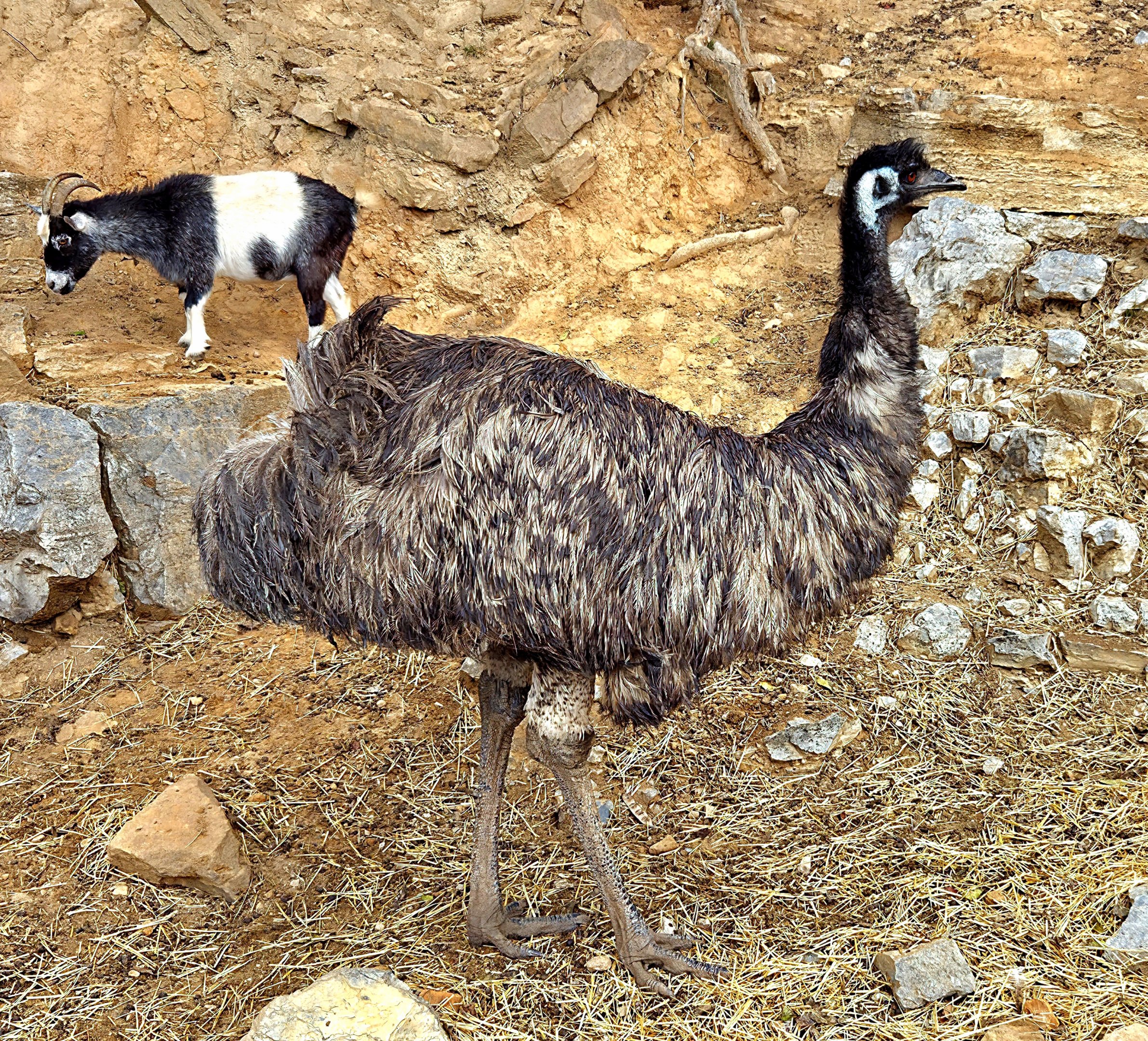 Emu - Rainforest Adventures