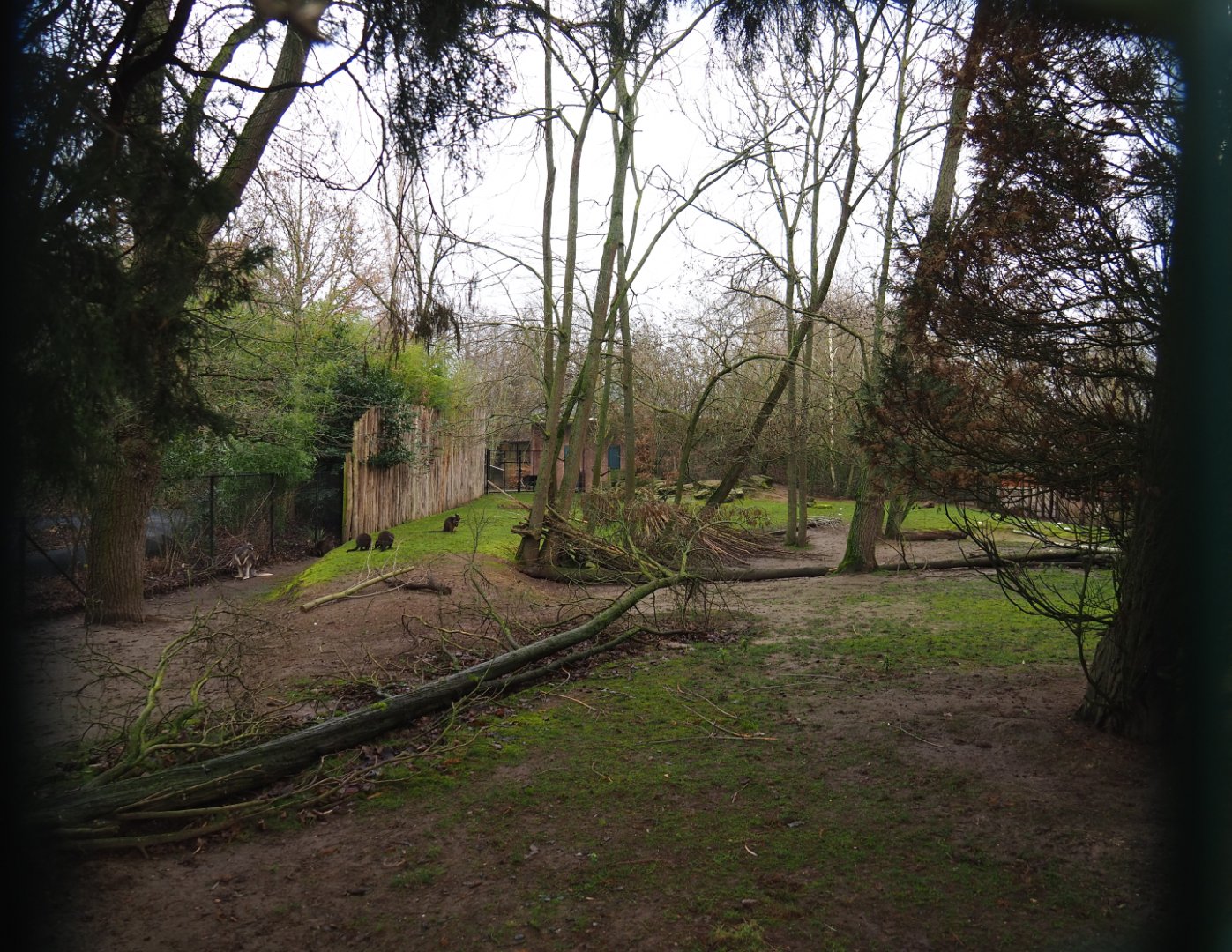 Emu, Red kangaroo and Swamp wallaby exhibit, 2020-01-11