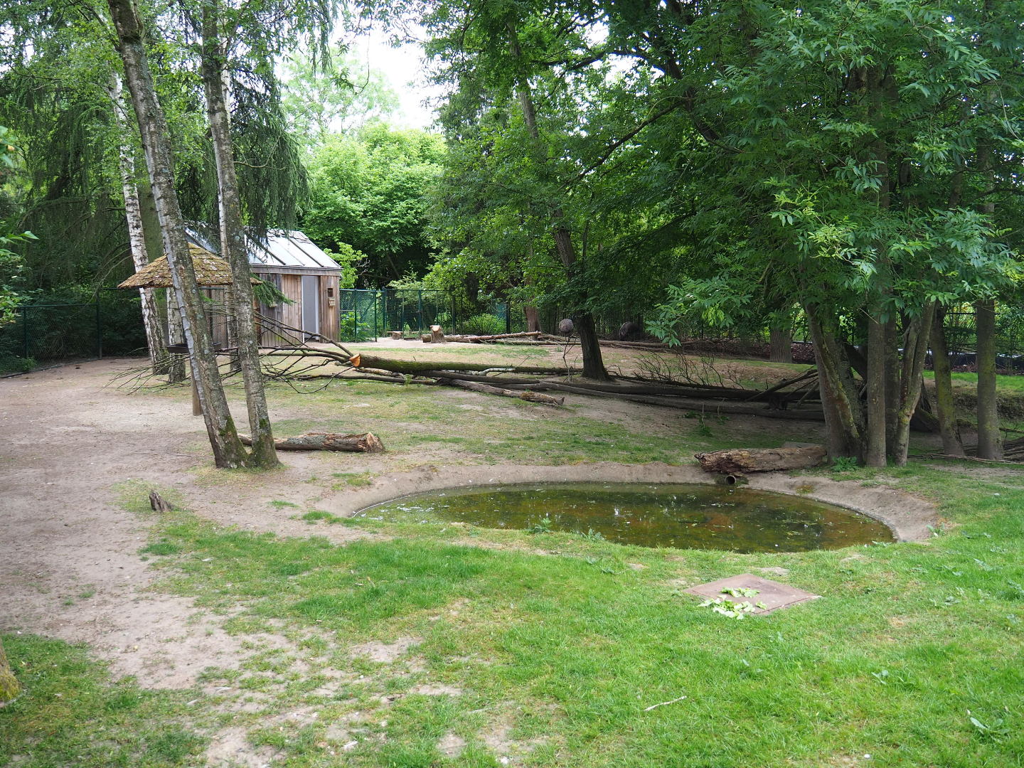 Emu, Red kangaroo and Swamp wallaby paddock, 2020-05-23