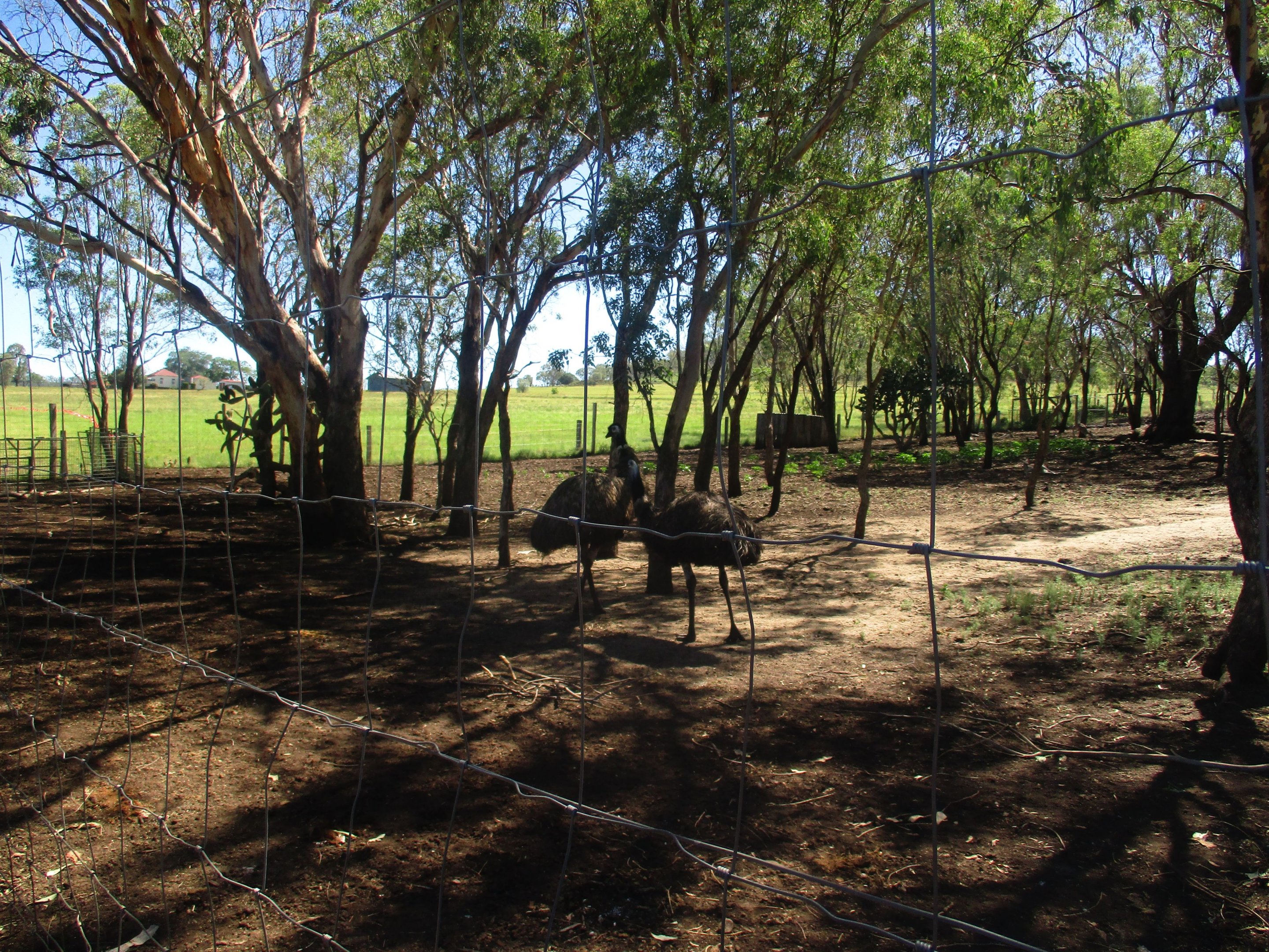 Emu/ Red Kangaroo Enclosure