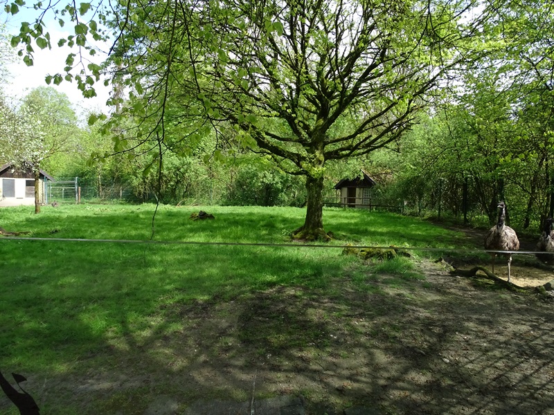 Emu + red-necked wallaby enclosure