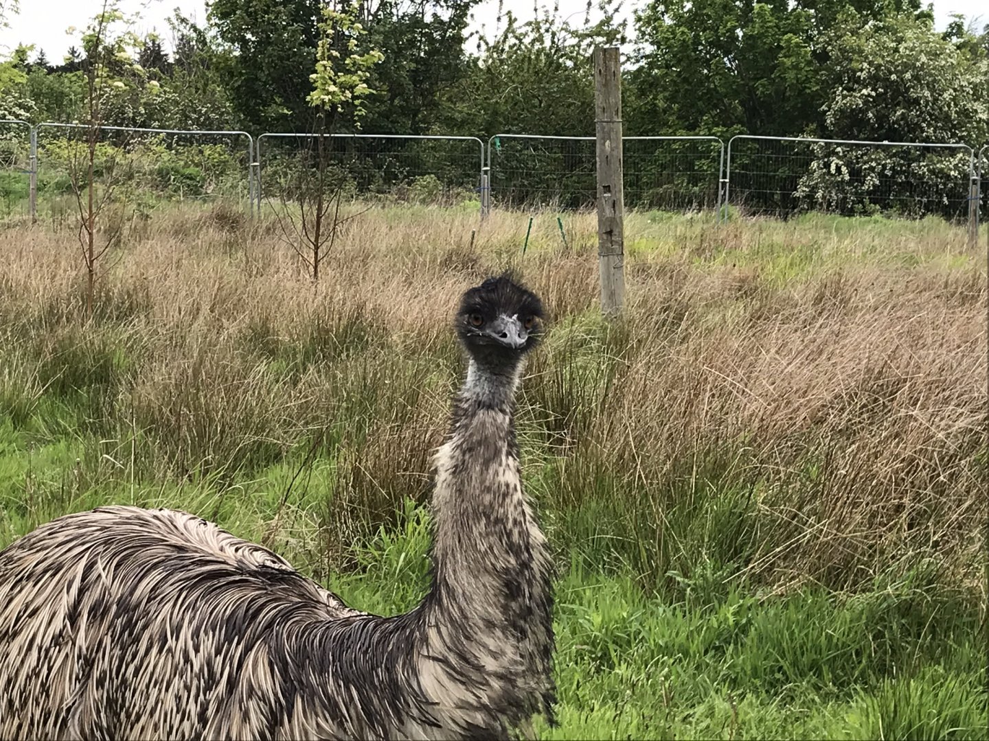 Emu (Ricarton Garden centre)