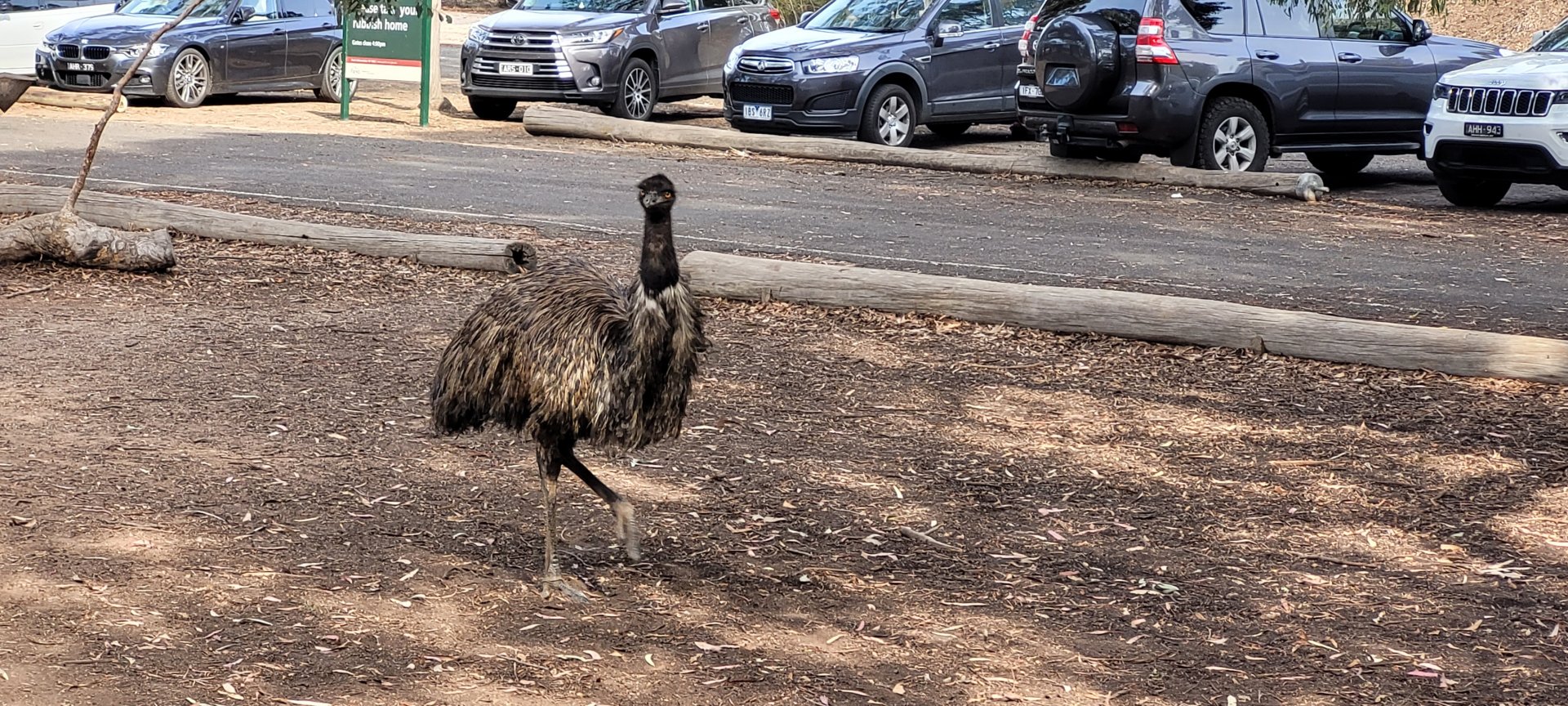 Emu roaming the picnic area