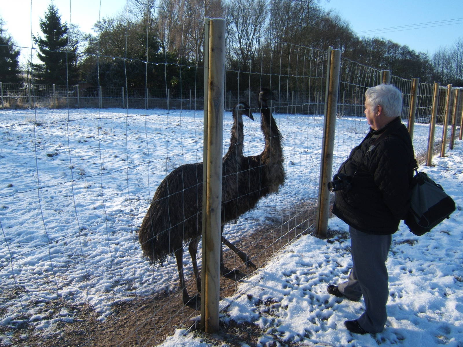 Emu`s and zoochatter