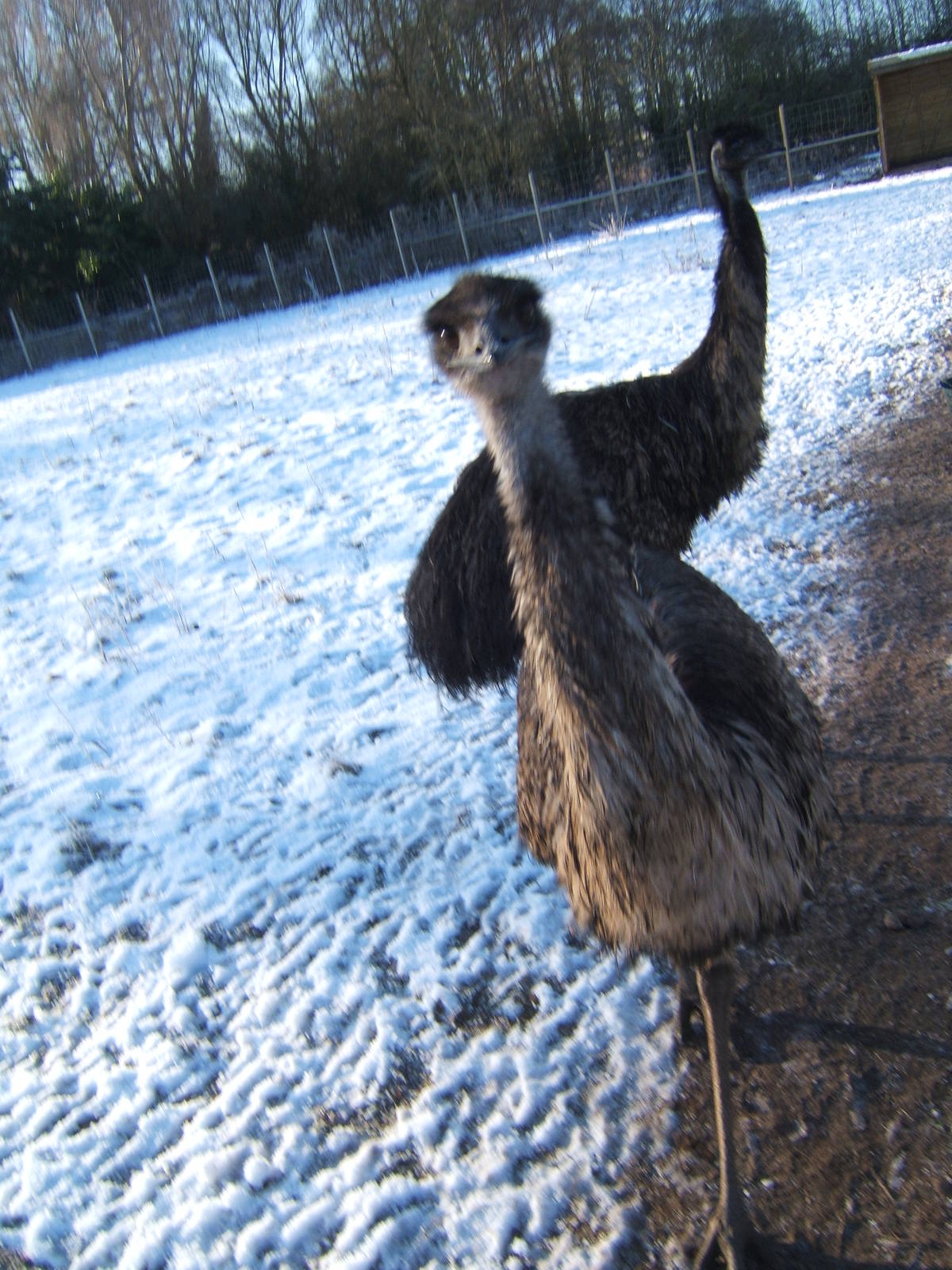 Emu`s