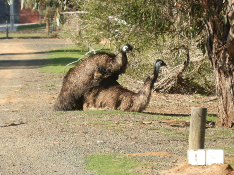 Emu sex