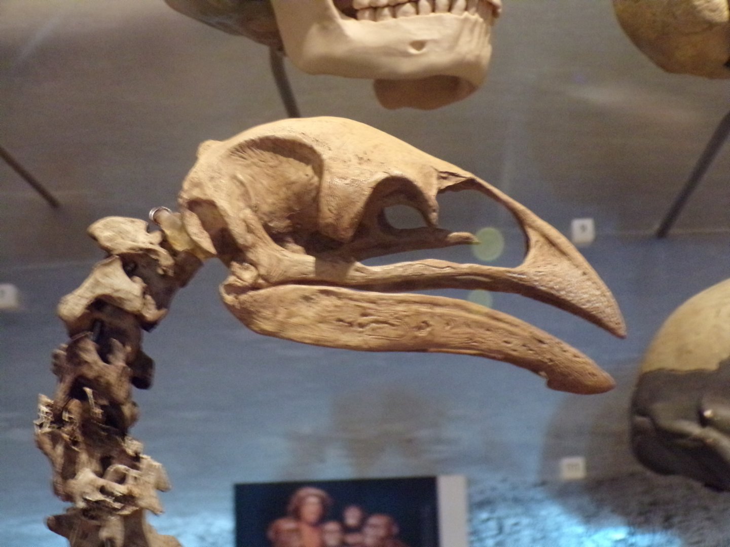 Emu skull close up 26.8.23