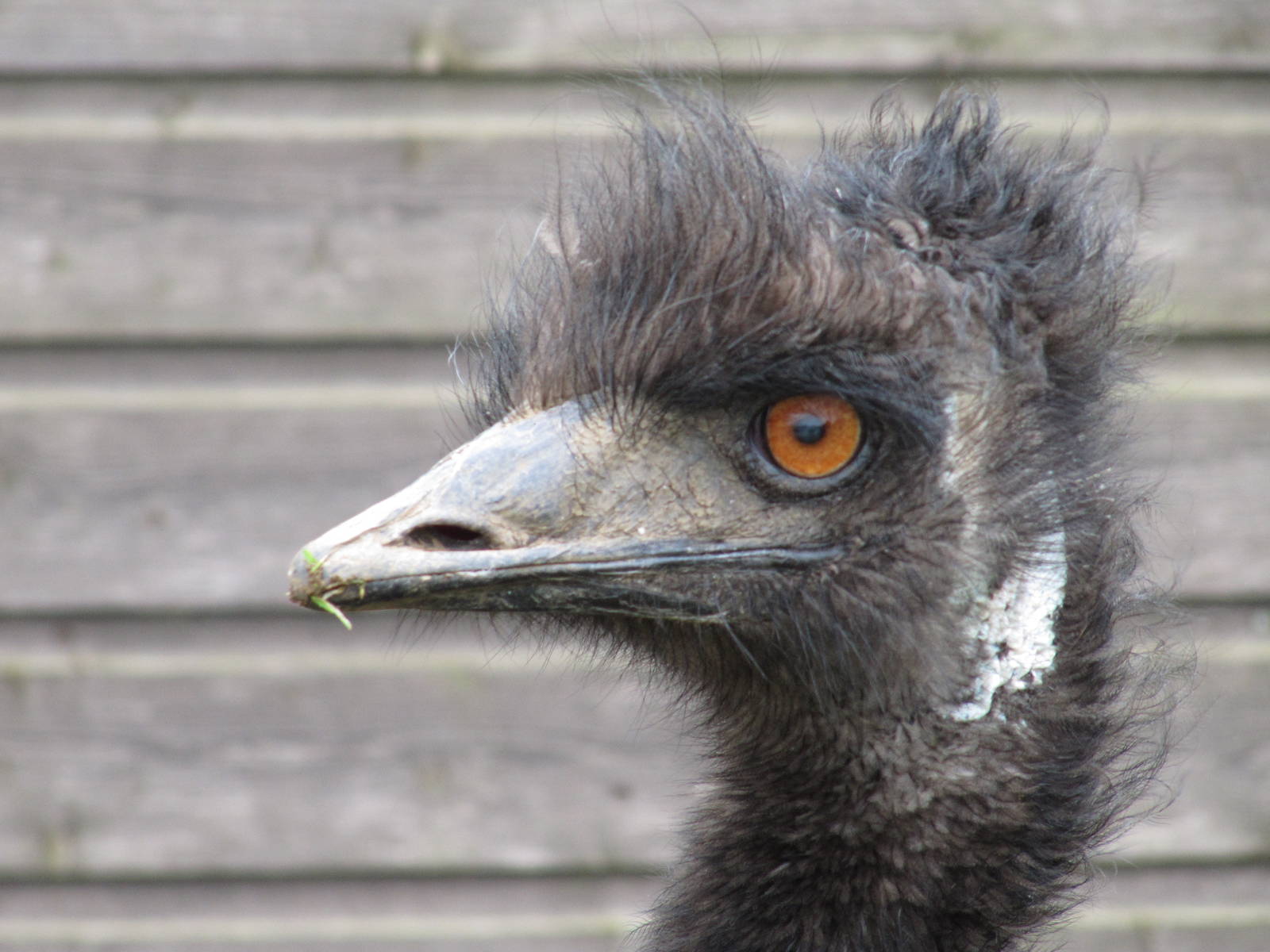 Emu - up close