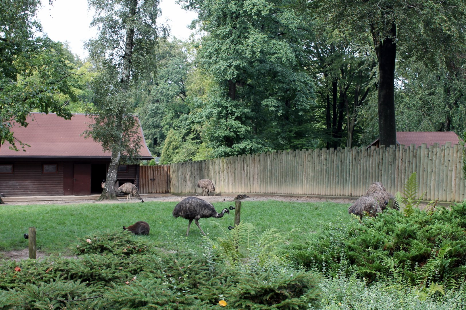 Emu/Wallaby Enclosure