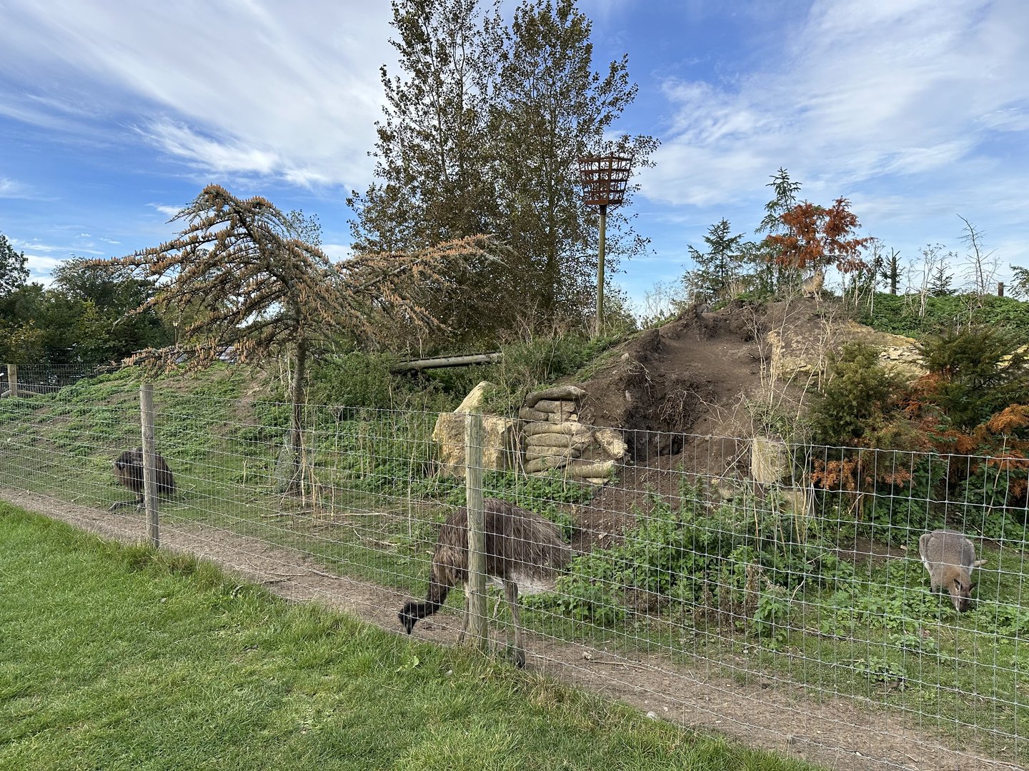 Emu / Wallaby / Mara Enclosure at Johnsons of Old Hurst (October 2023)