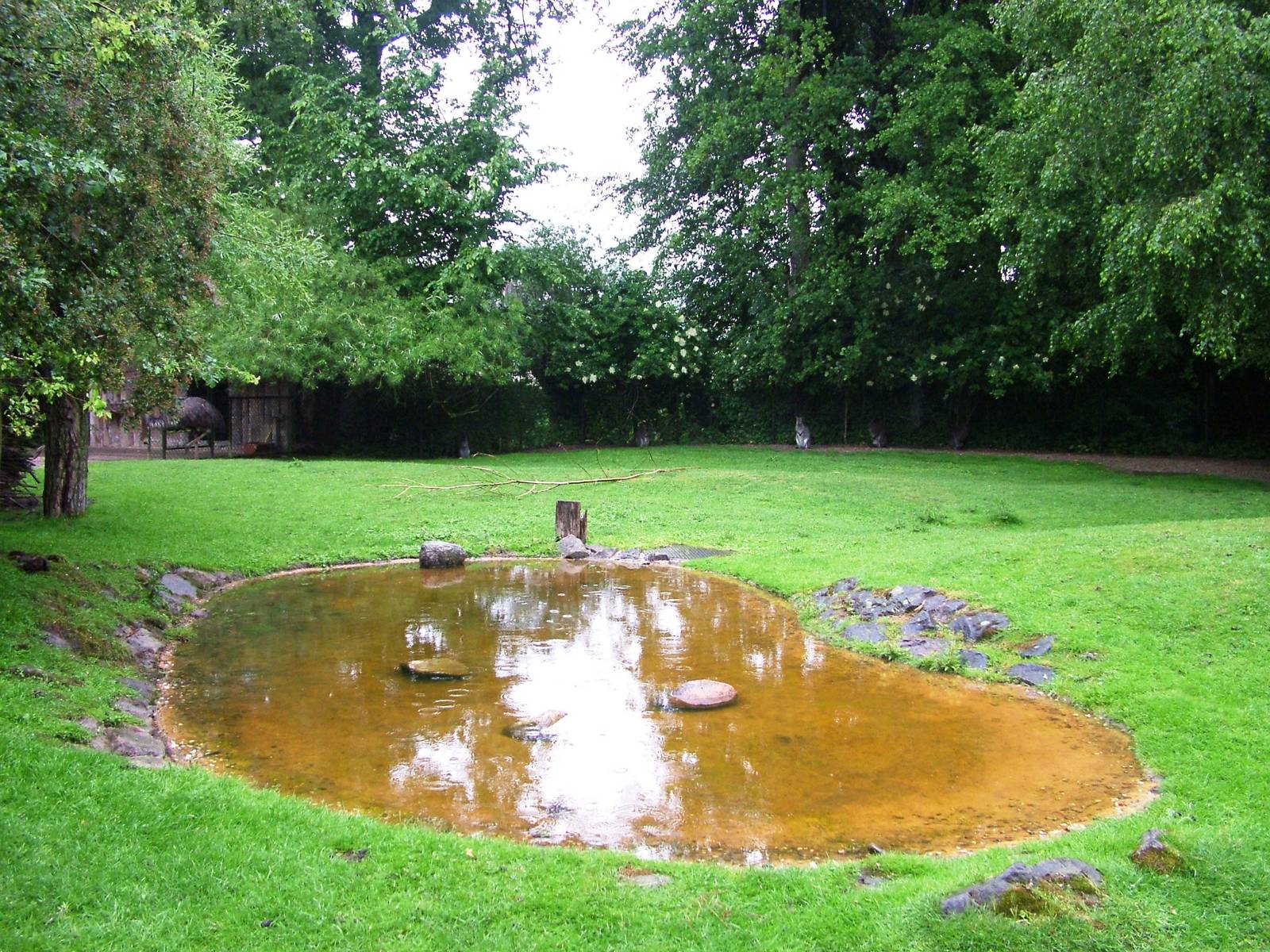 Emu/Wallaby Paddock at Rheine, 03/06/12