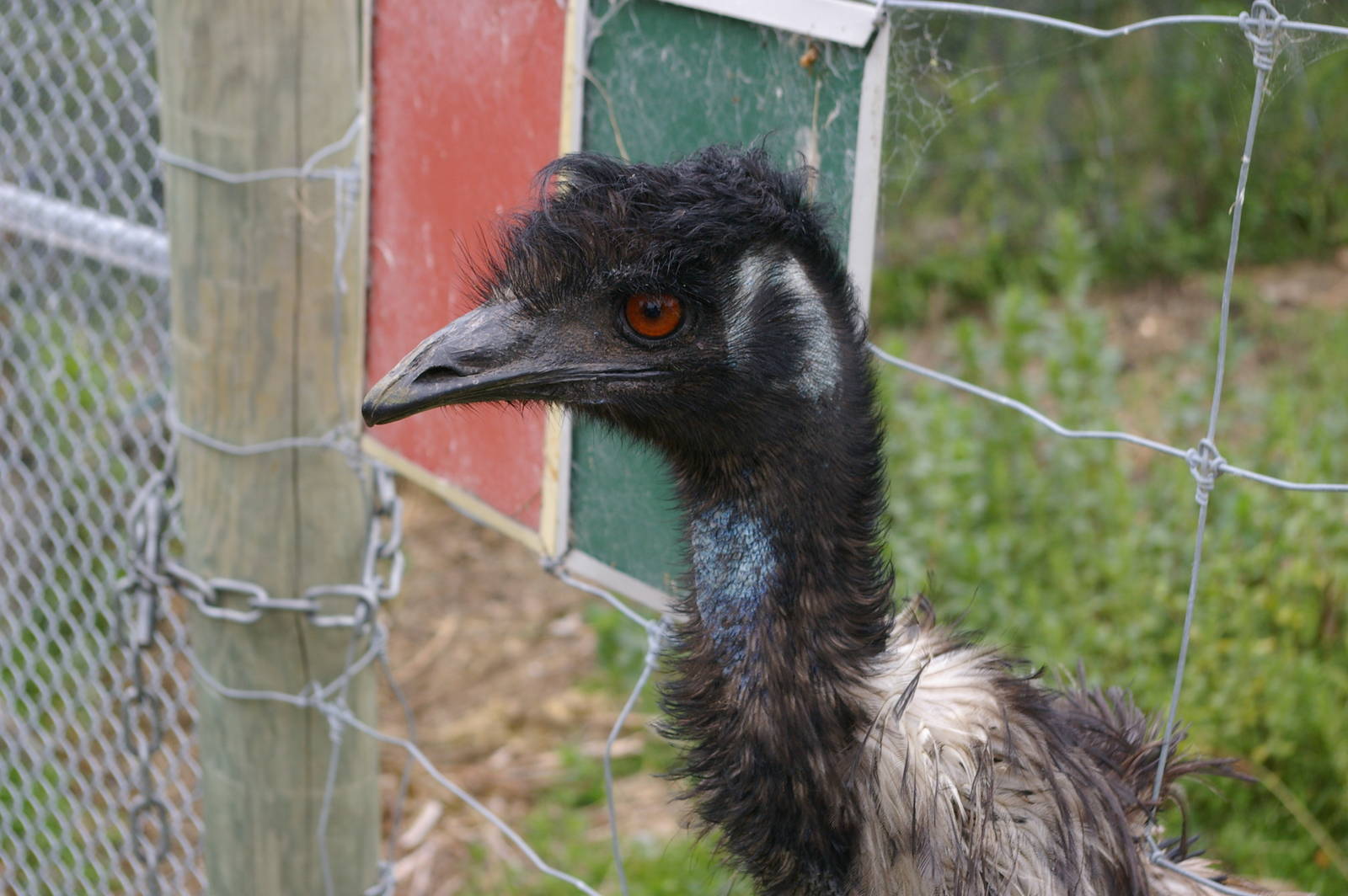 emu wanting food