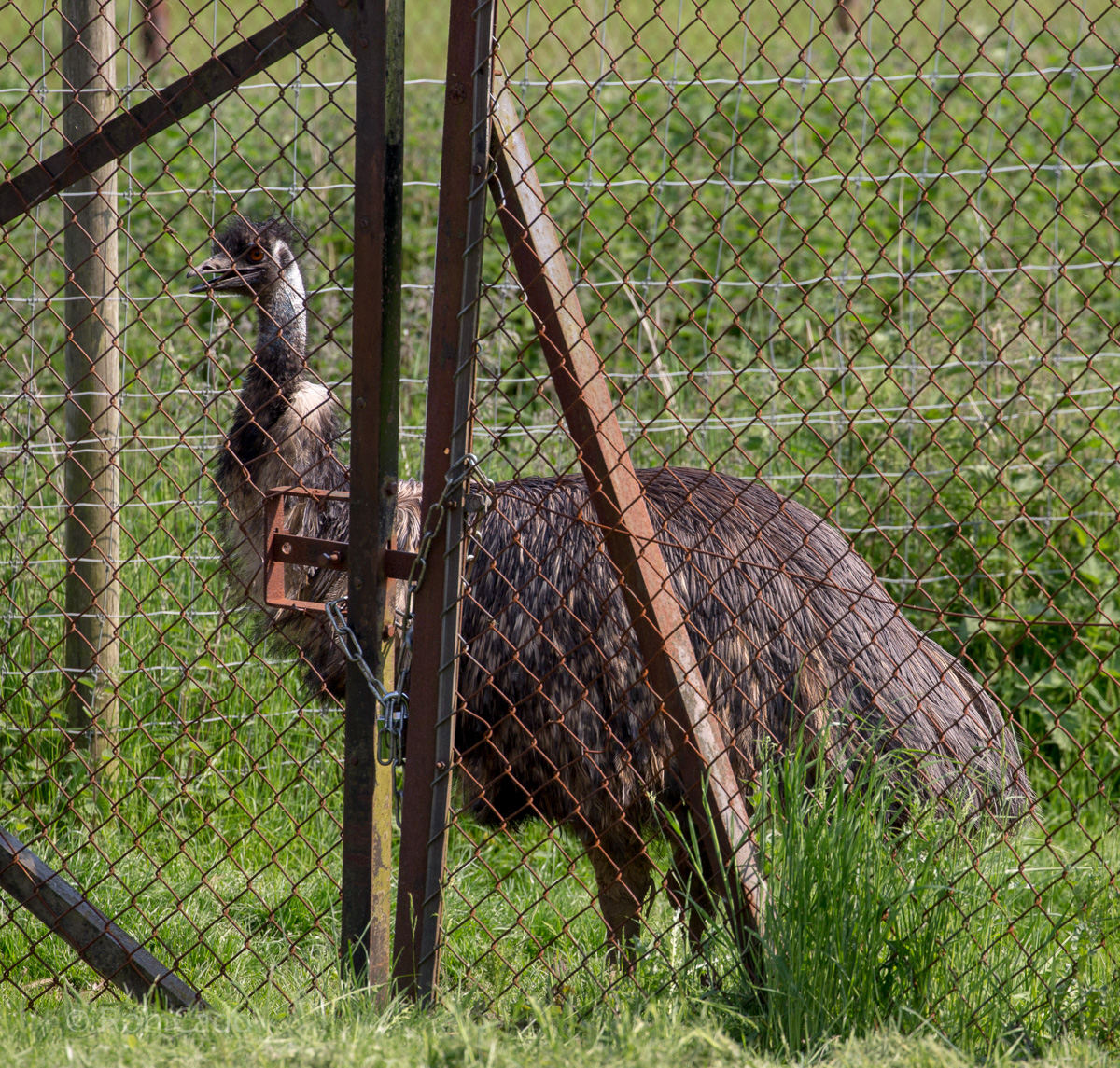 Emu : Whipsnade : 05 Jun 2016