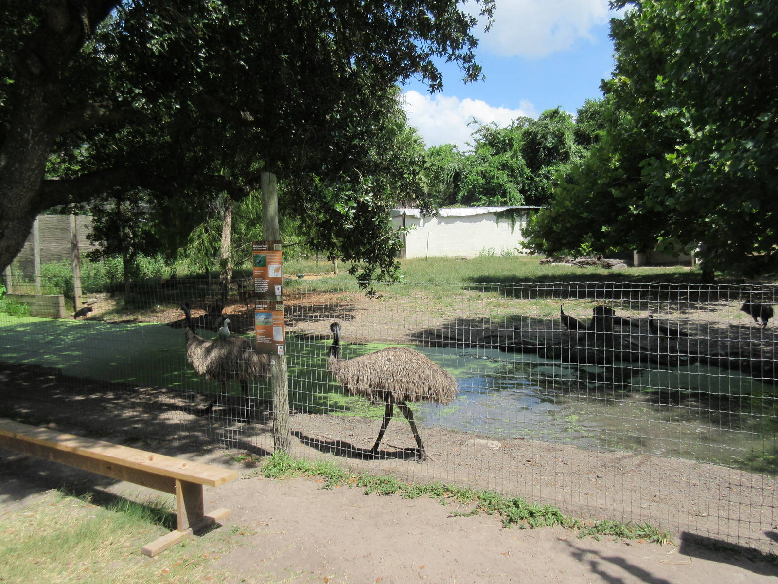 Emu/White-Tailed Deer/Sandhill Crane/Rio Grande Turkey Exhibit