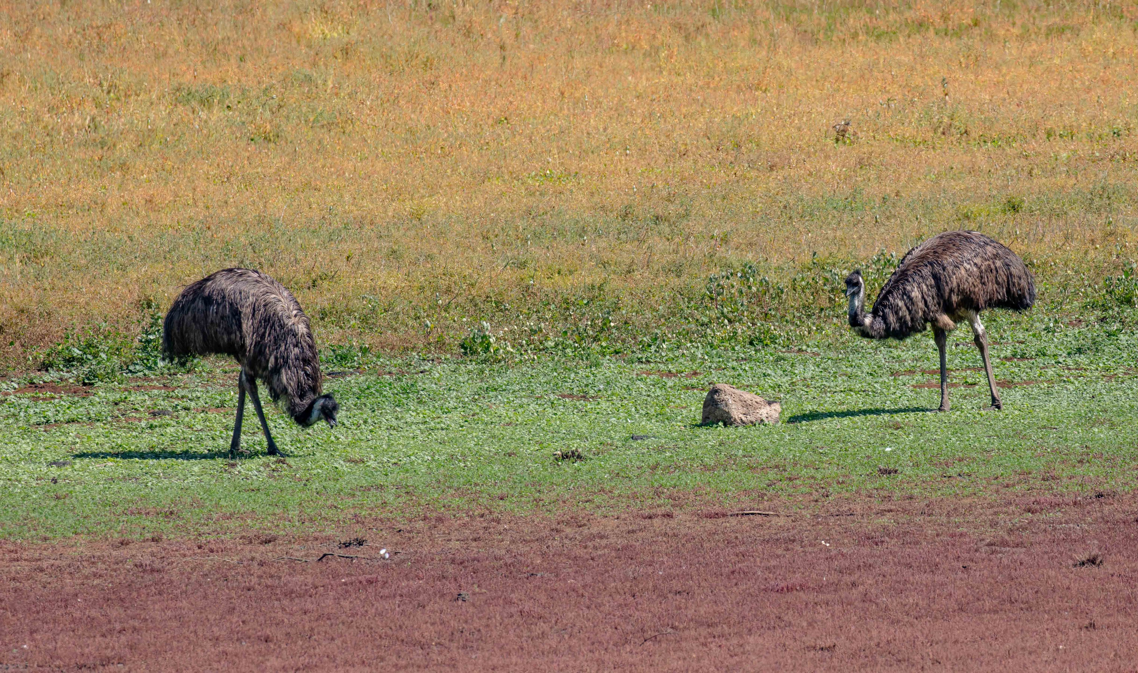 Emu (wild birds)
