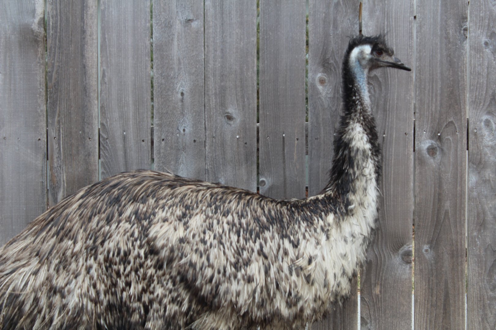 Emu - Wild Encounters