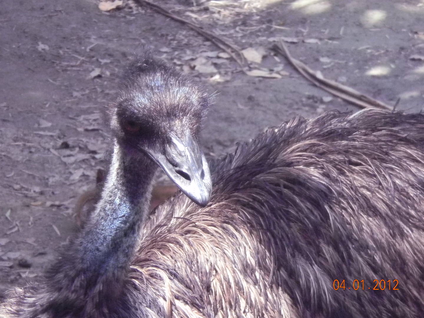 Emu - Wildlife Habitat 2012