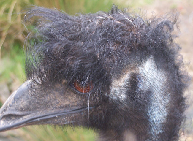Emu with a great hairdo