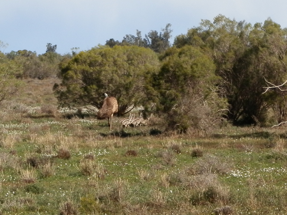 Emu with chicks