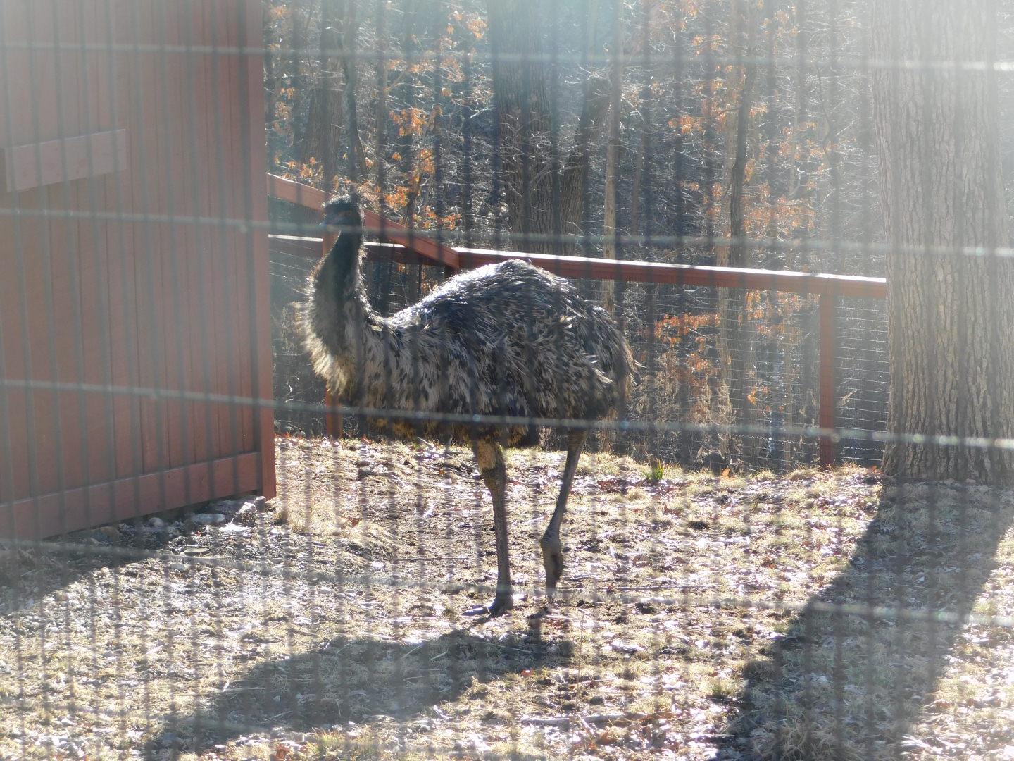 Emu- World Bird Sanctuary February 2022
