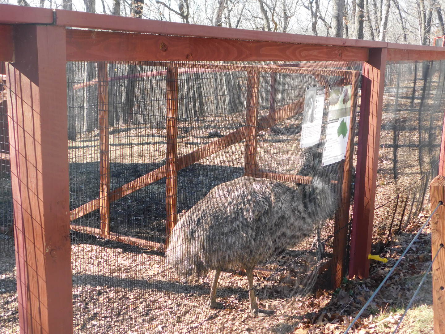 Emu- World Bird Sanctuary February 2022