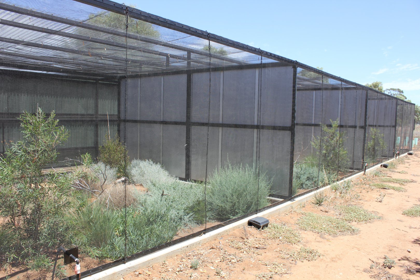 Emu-wren aviaries (off-show)