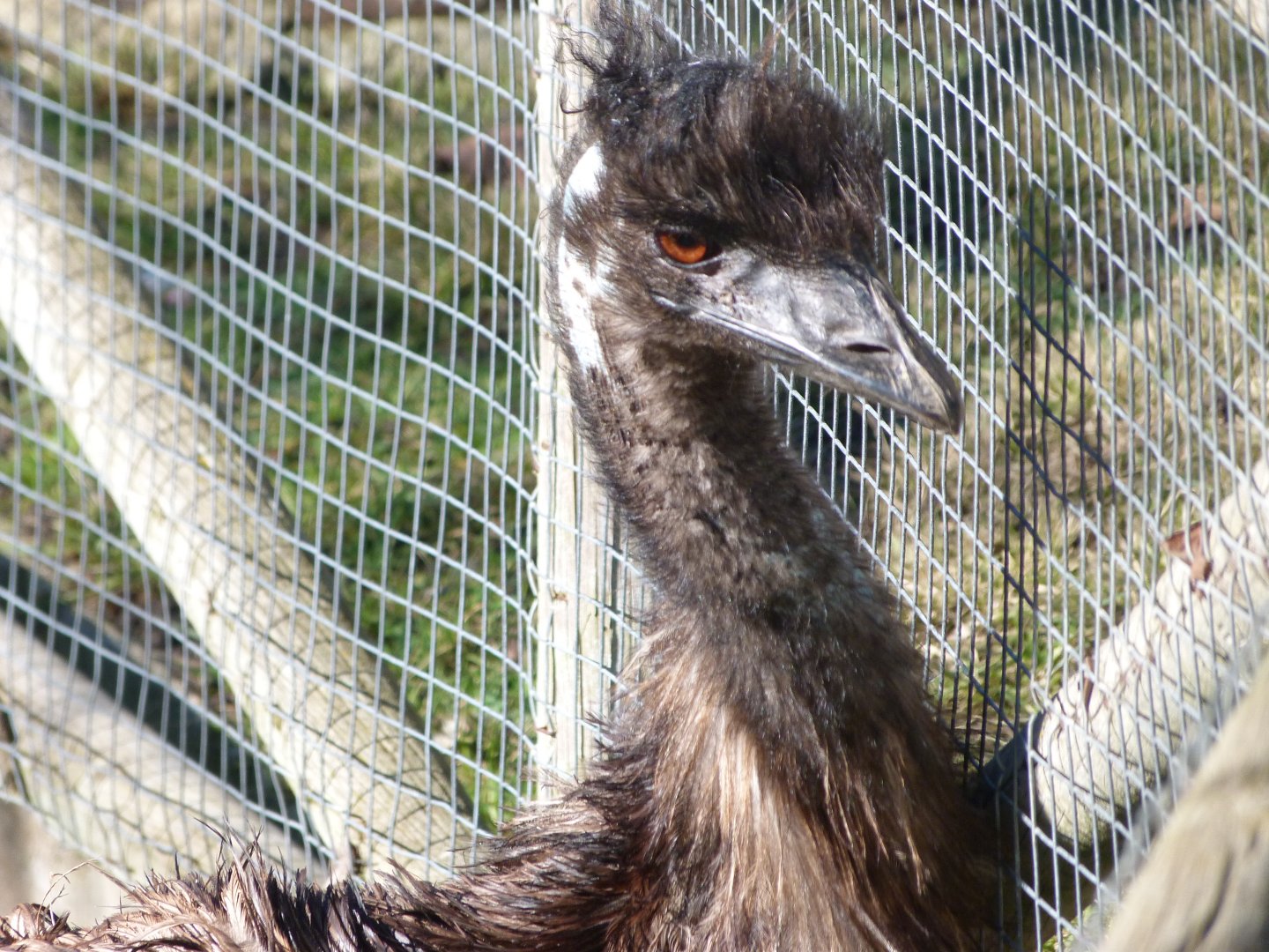 Emu -Zoo Aquarium de Madrid (2025)