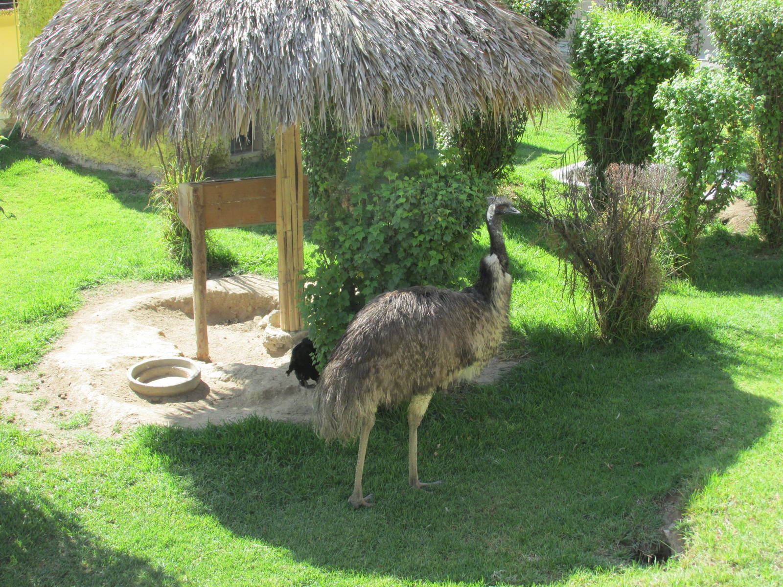 emu zoologico del altiplano
