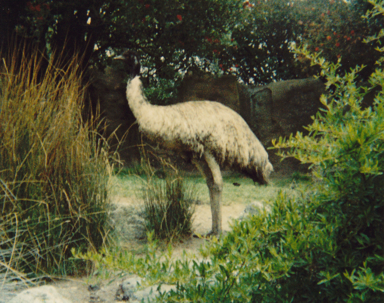 emu