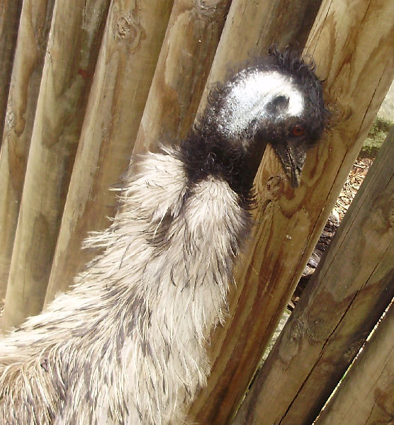 Emu.