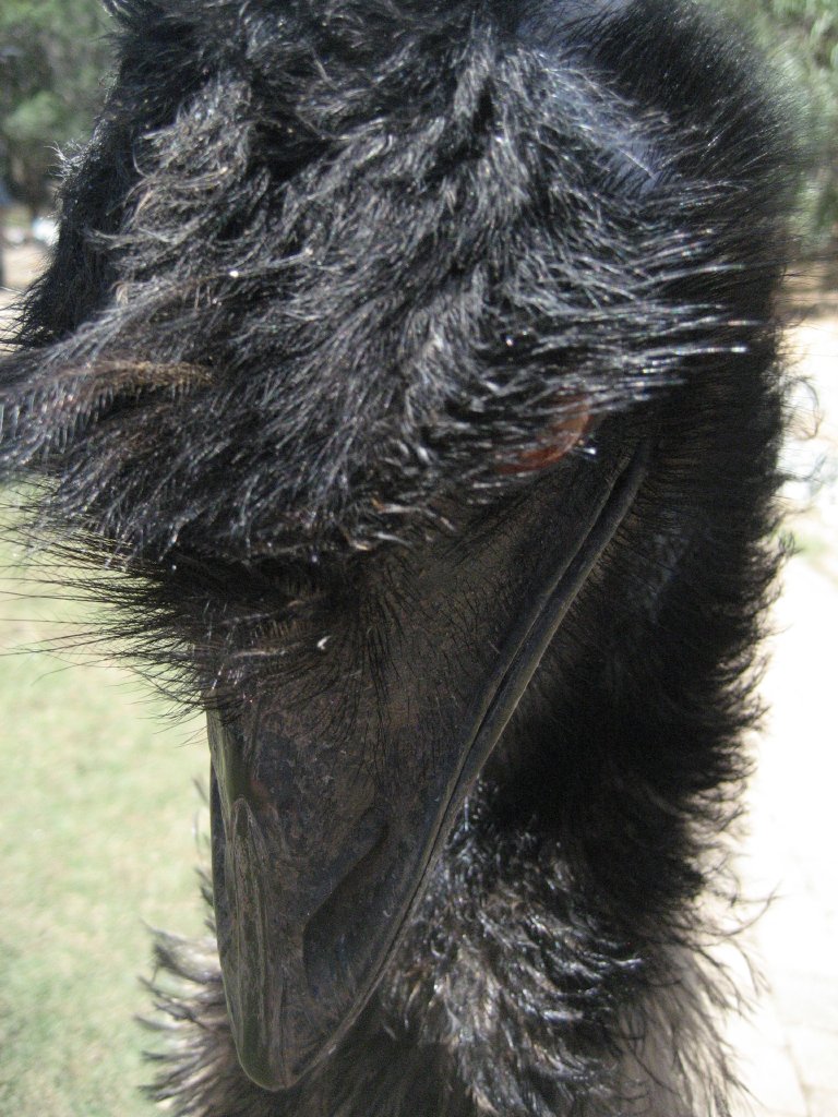 Emu