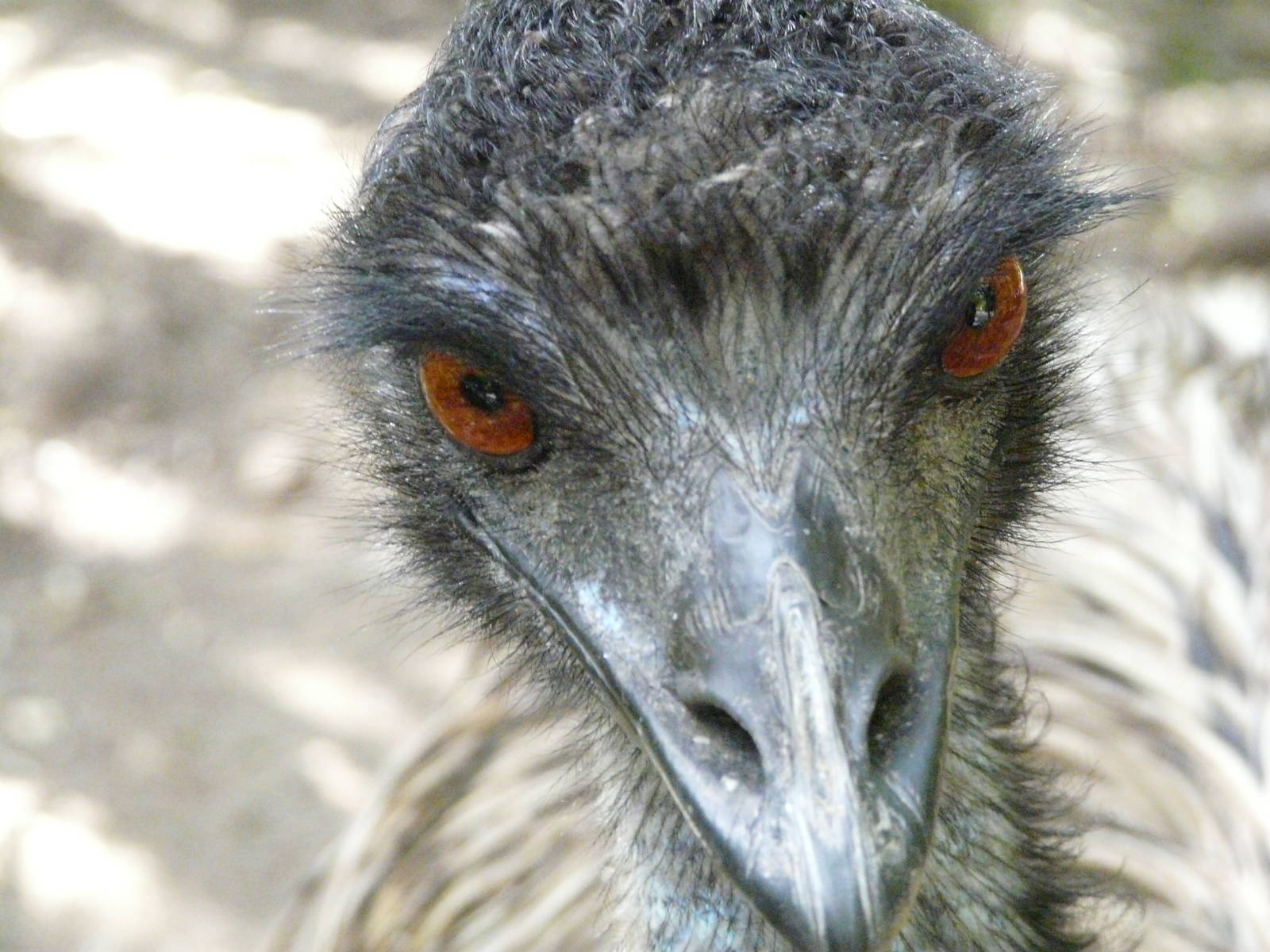Emu