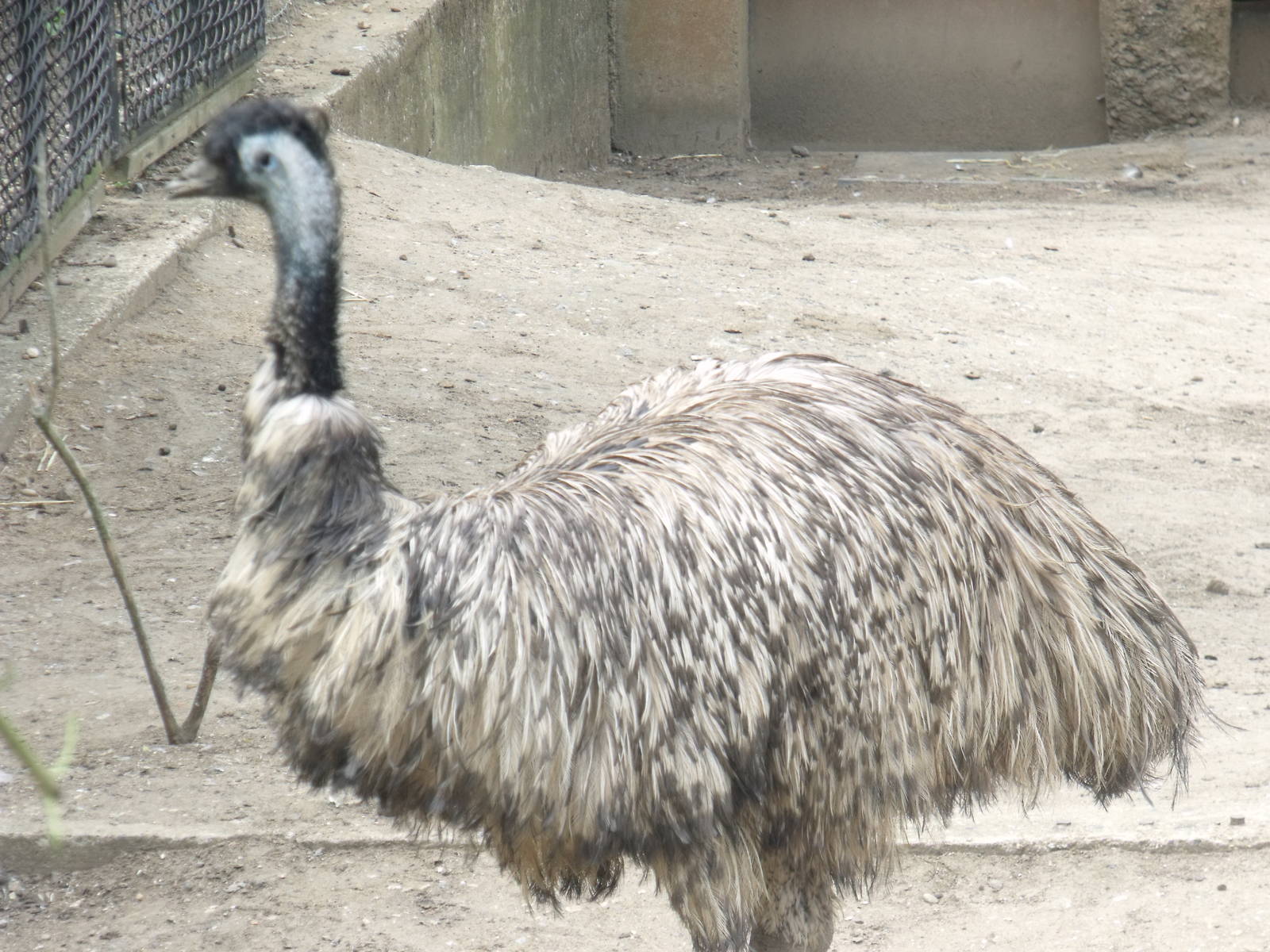 Emu