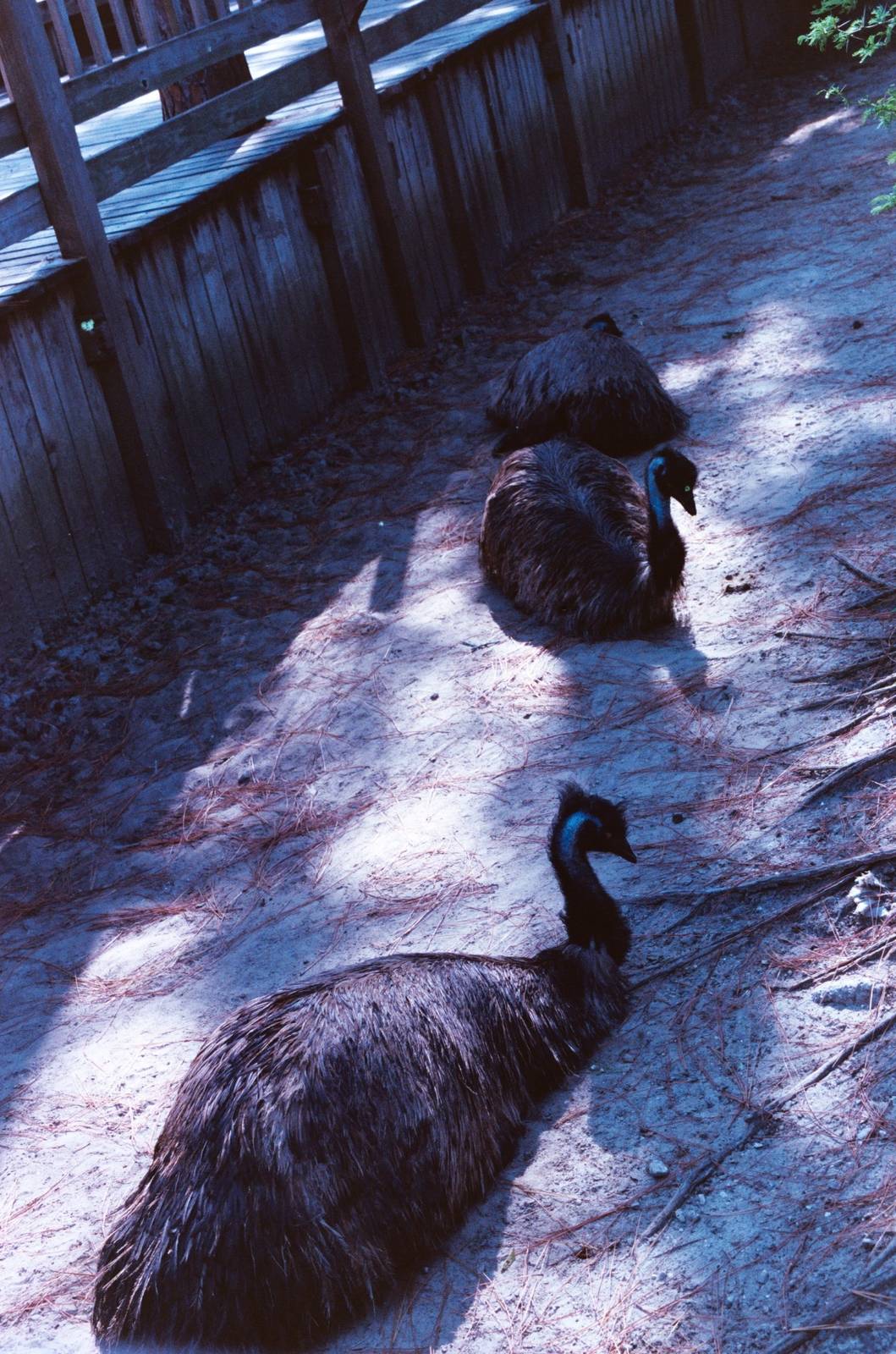 Emu