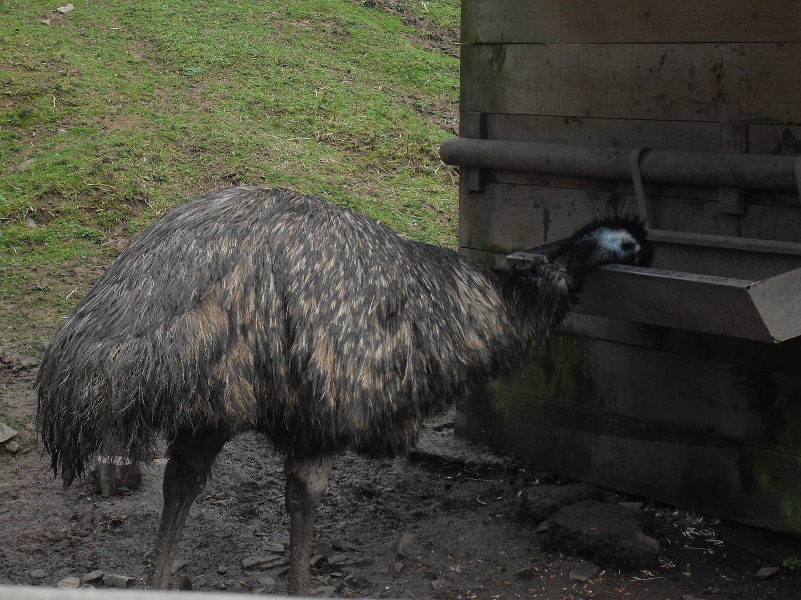 Emu
