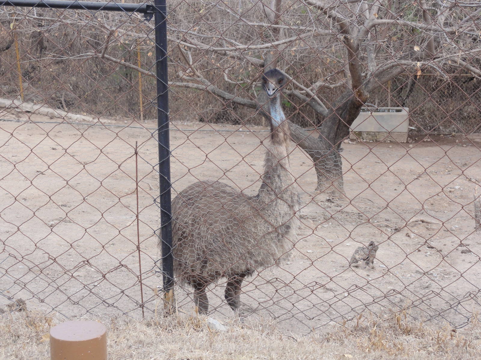 Emu