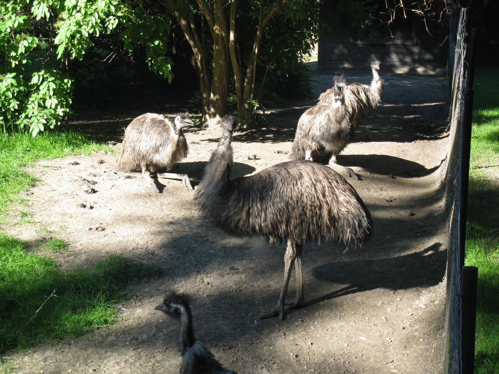 Emu