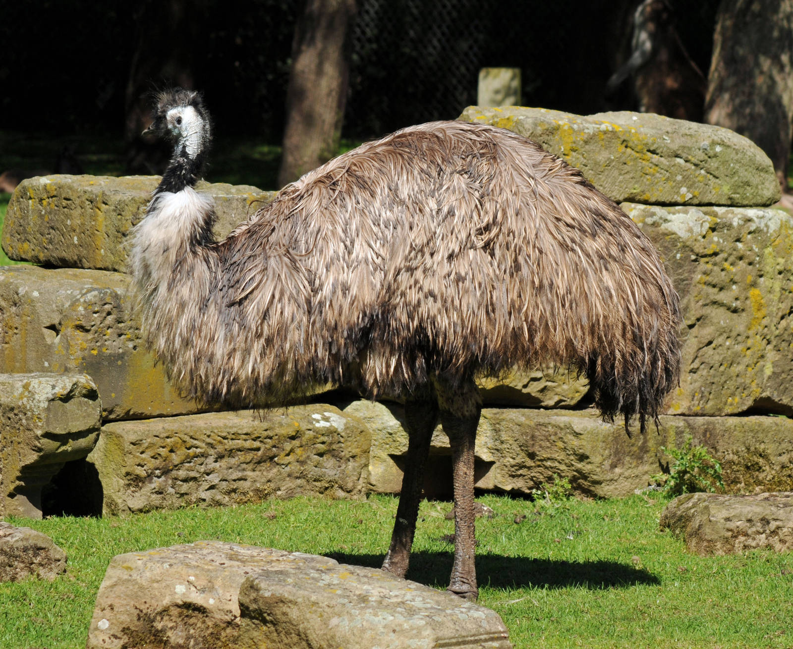 EMU