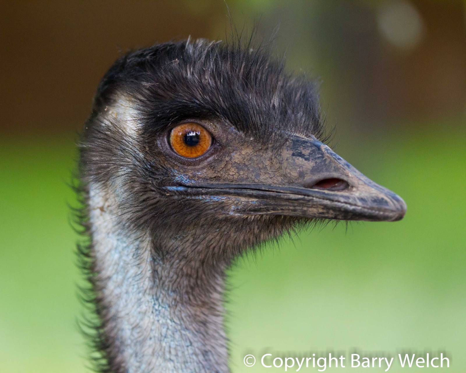 Emu