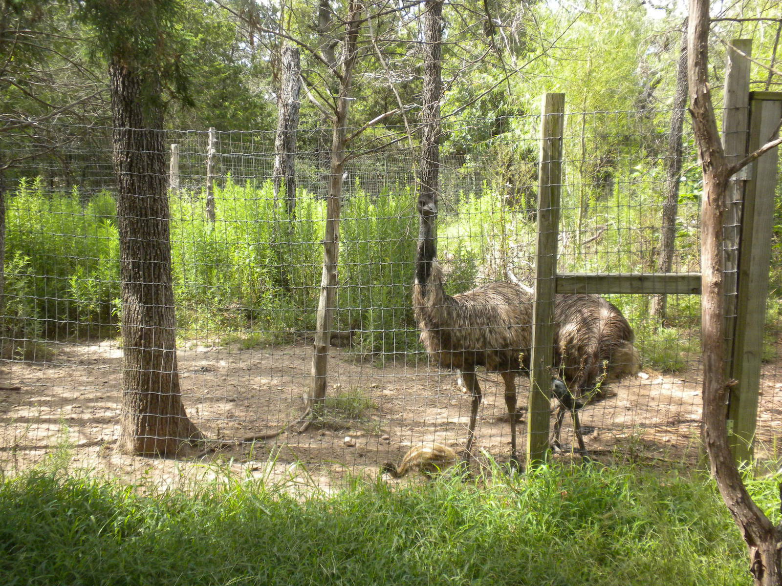 Emu
