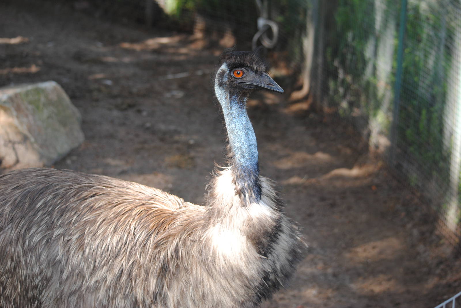 Emu