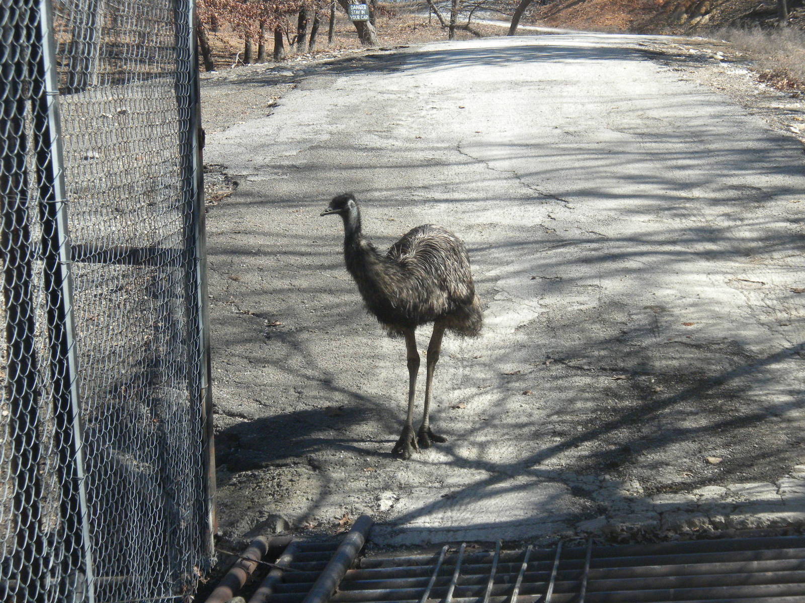 Emu