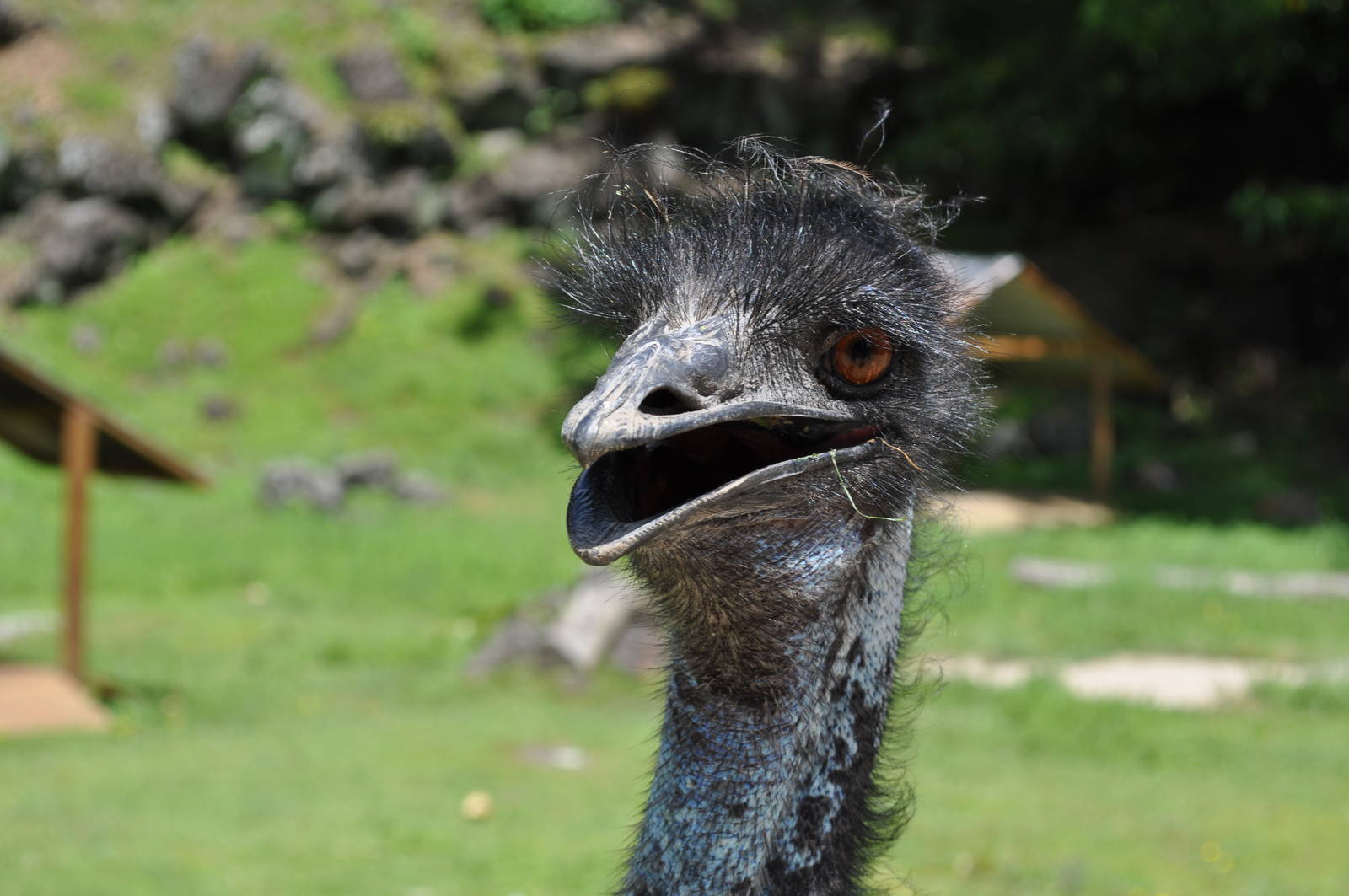 Emu