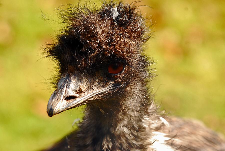 emu
