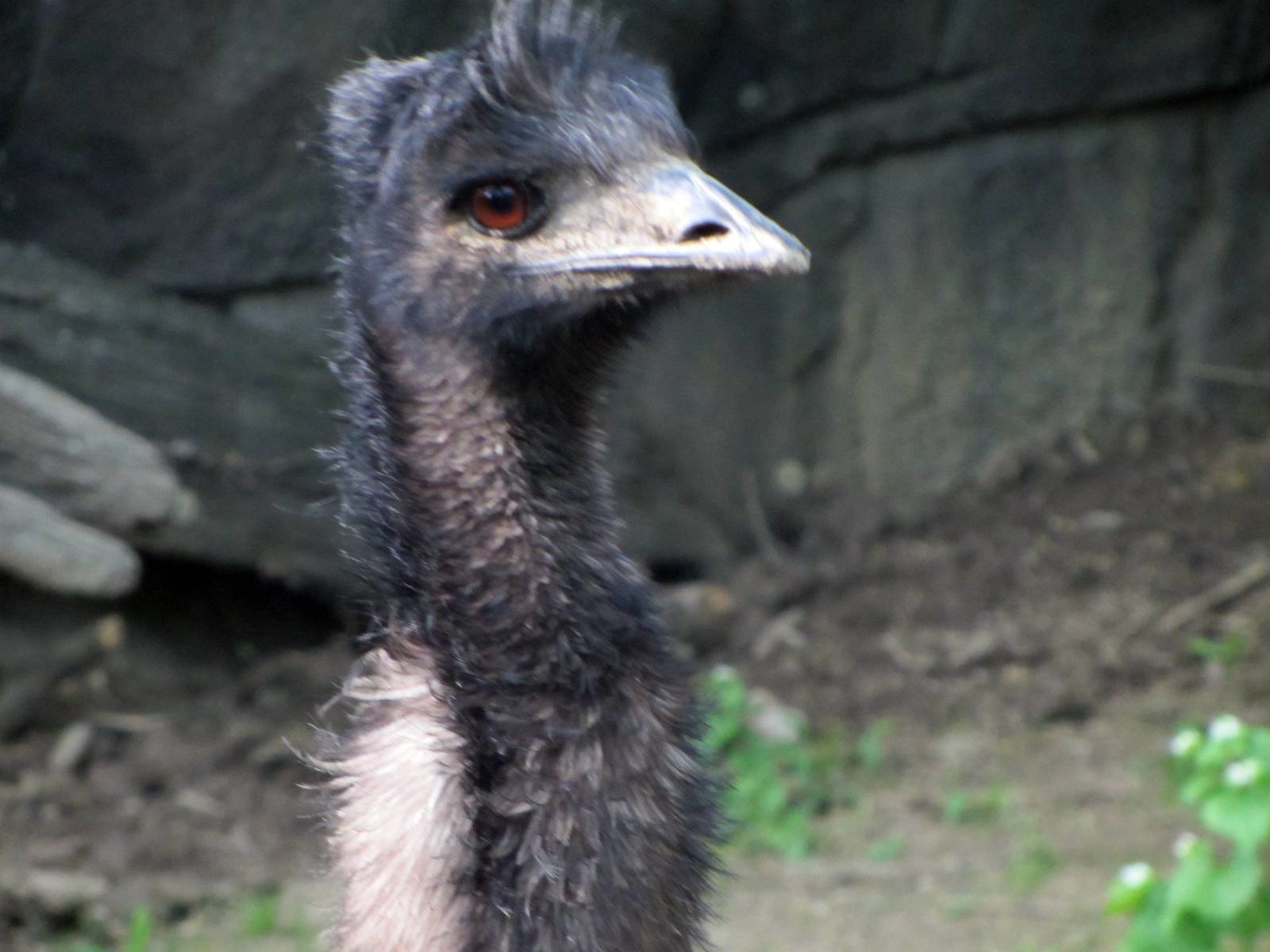Emu