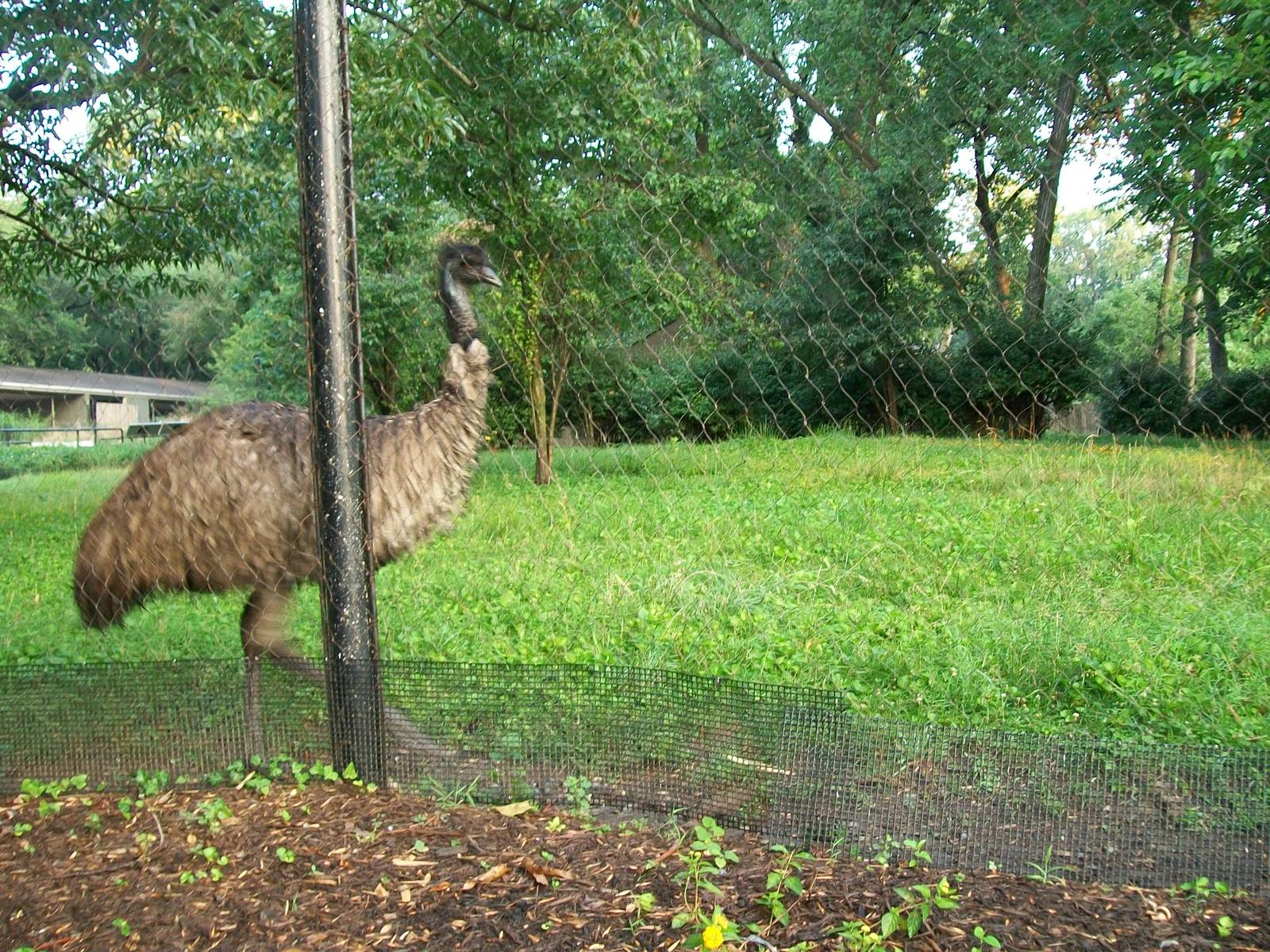 Emu