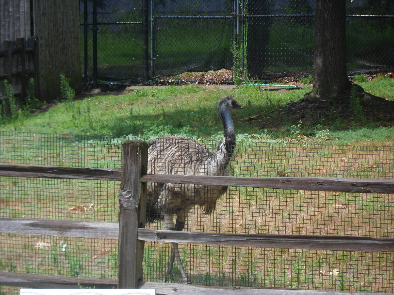 Emu
