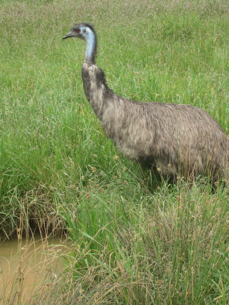Emu