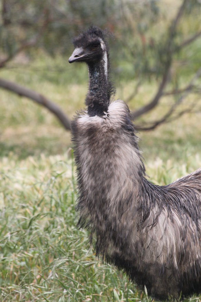 Emu